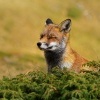 Liska obecna - Vulpes vulpes - Red Fox 2112